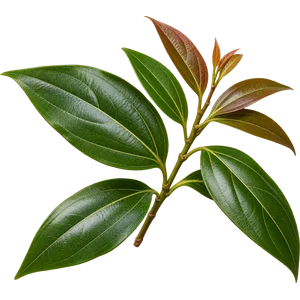 Ceylon-Zimtblattöl
