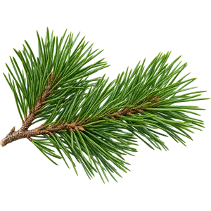 Kiefernnadelöl