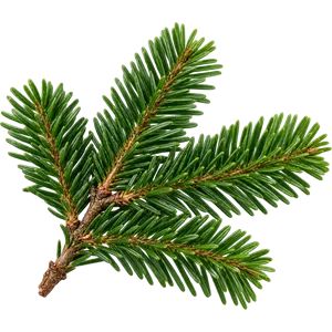 Sibirisches Tannenöl